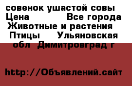 совенок ушастой совы › Цена ­ 5 000 - Все города Животные и растения » Птицы   . Ульяновская обл.,Димитровград г.